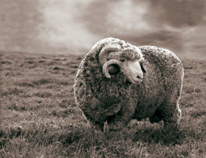 This is a merino sheep, the animal that grows one of the most amazing of wools. 